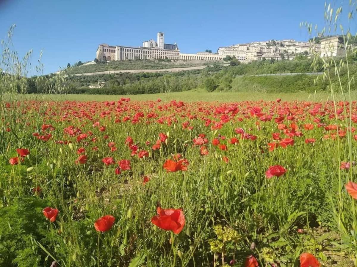 Casetta Delle Rose Assisi Buitenkant foto