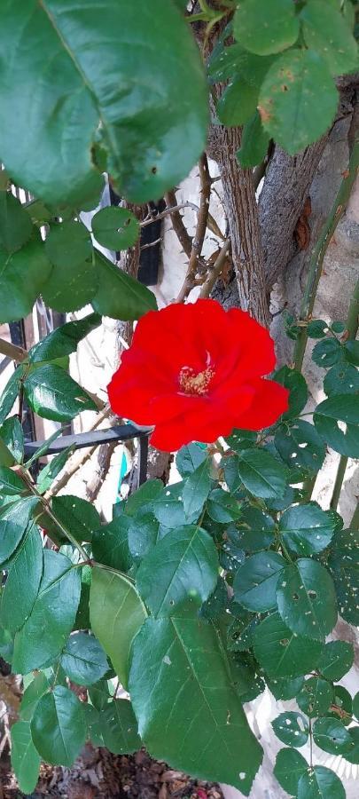 Casetta Delle Rose Assisi Buitenkant foto